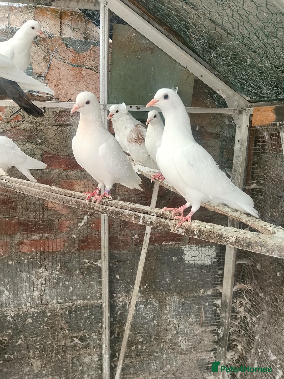 Pigeons birds for sale: Pigeon for sale - Image 19