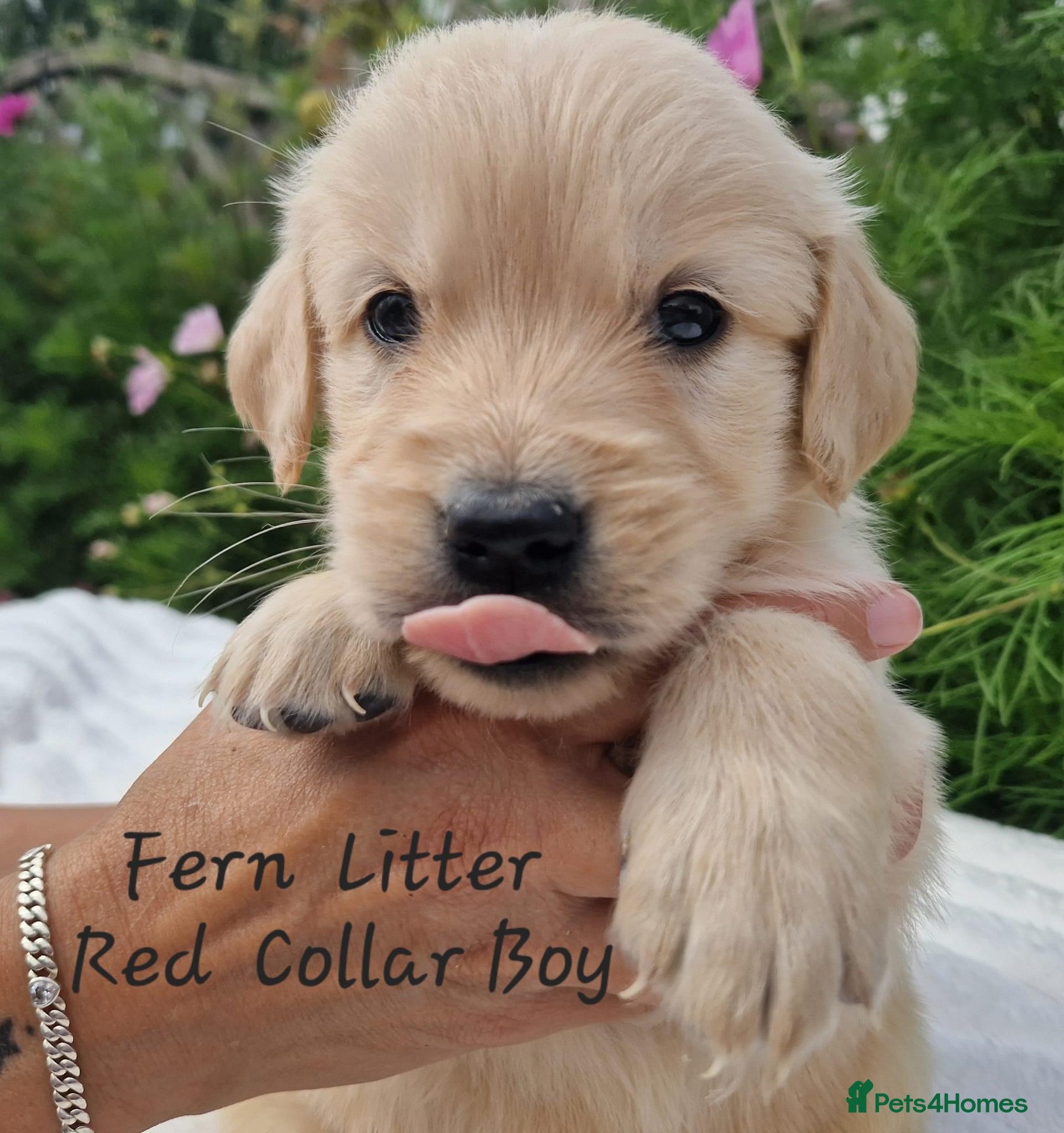 Golden Retriever dogs Quality Golden Retriever Puppies - Advert 2