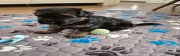 German Shepherd dogs for sale: Stunning GSD Puppies – KC Registered –  DM Clear - Advert 4