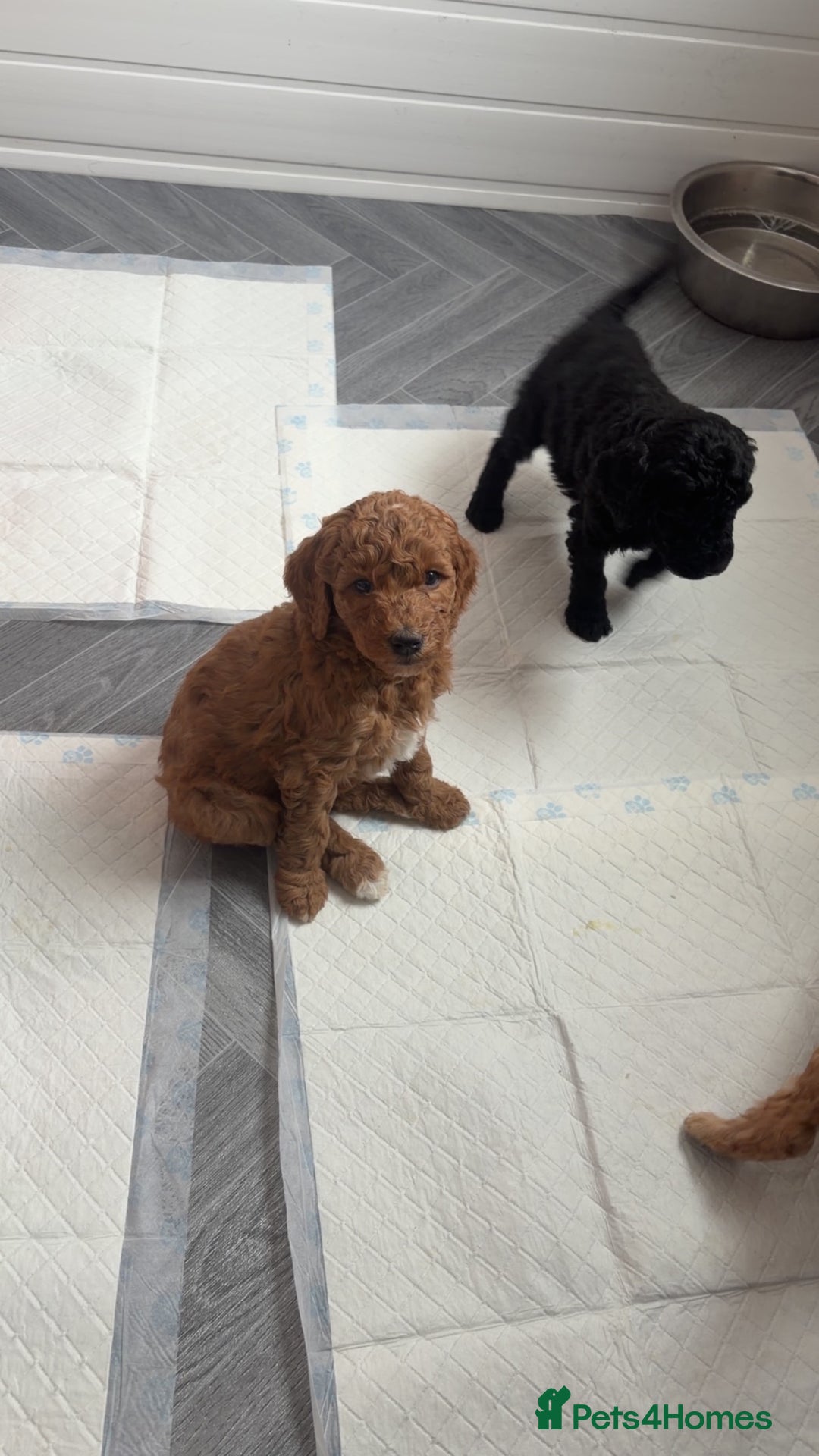 Standard Poodle dogs for sale: KC Registered standard poodle puppies  - Advert 9