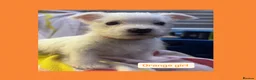 West Highland Terrier dogs for sale: West highland terriers - Advert 4