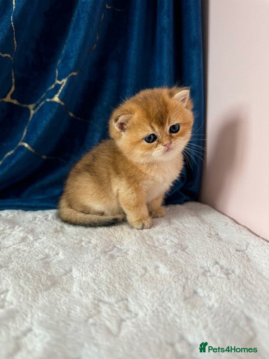British Shorthair cats 🌟PREMIUM GOLDEN BRITISH SHORT/LONGHAIRS 🌟 - Advert 1