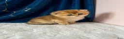British Shorthair cats for sale: 🌟PREMIUM GOLDEN BRITISH SHORT/LONGHAIRS 🌟 - Advert 13