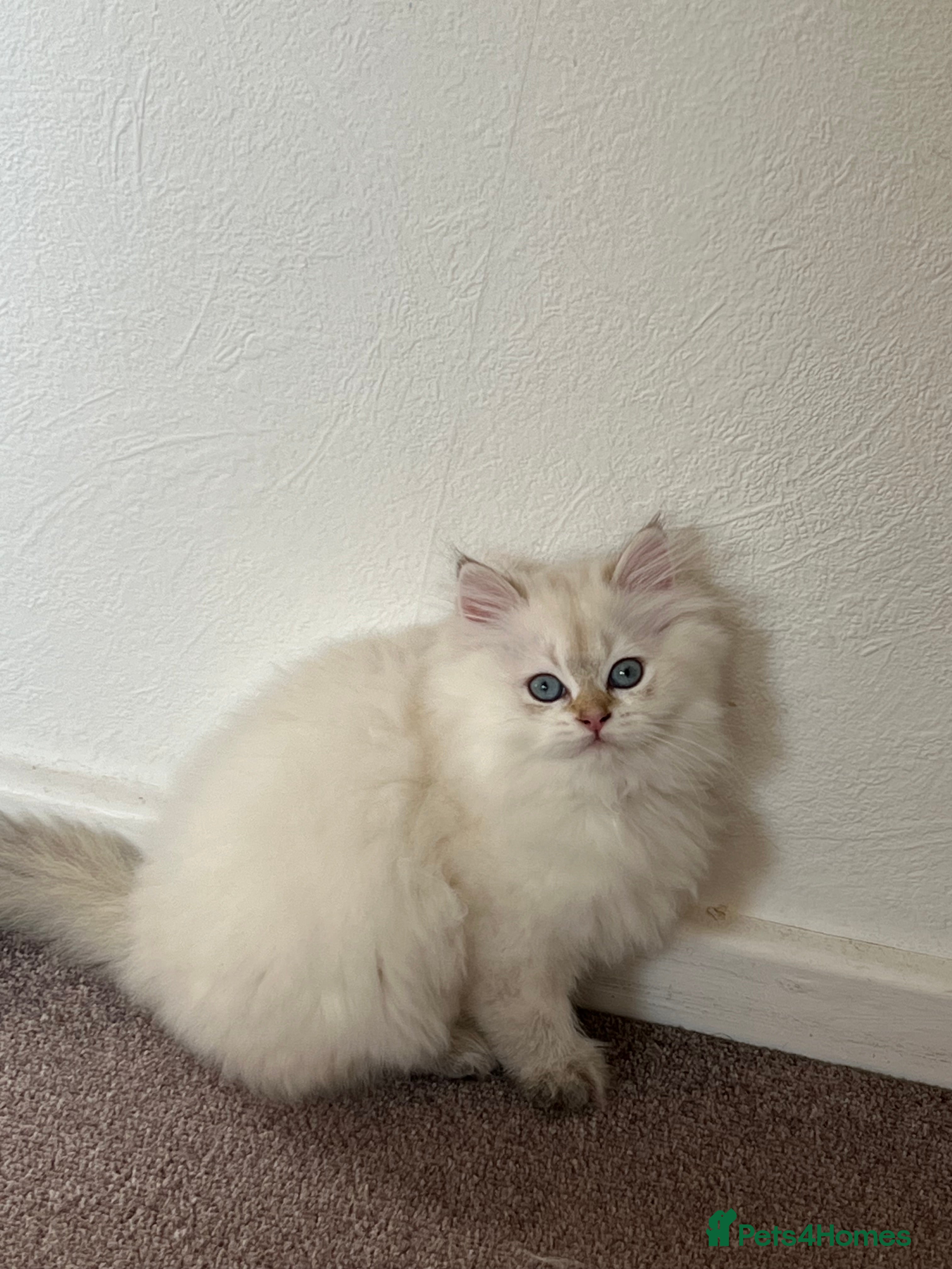 British Longhair cats Full healthy vaccinated Looking for new owners  - Advert 4