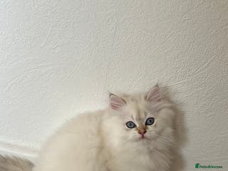 British Longhair cats Full healthy vaccinated Looking for new owners - Advert 18