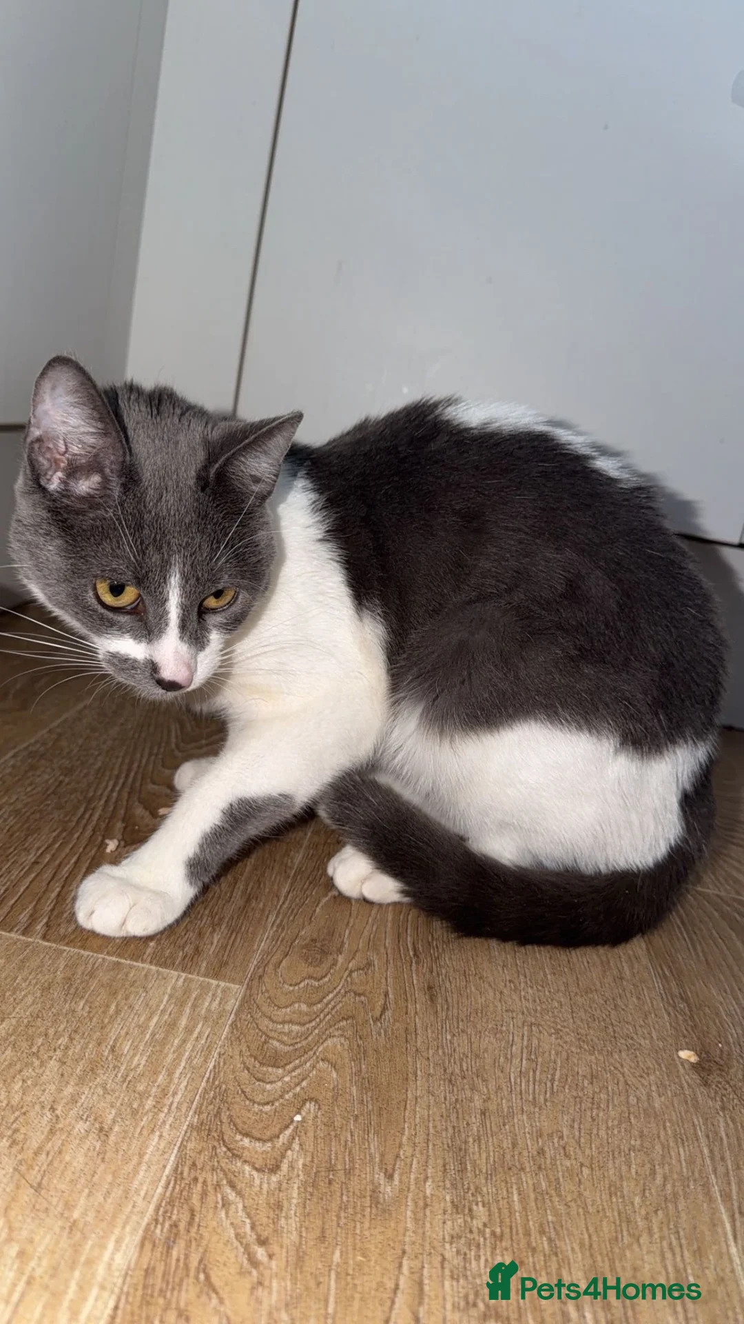 Mixed Breed cats for sale: cats  in Canterbury - Advert 2