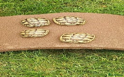 Hermann Tortoise reptiles for sale: 5 Spur Thighed Tortoises  - Image 16