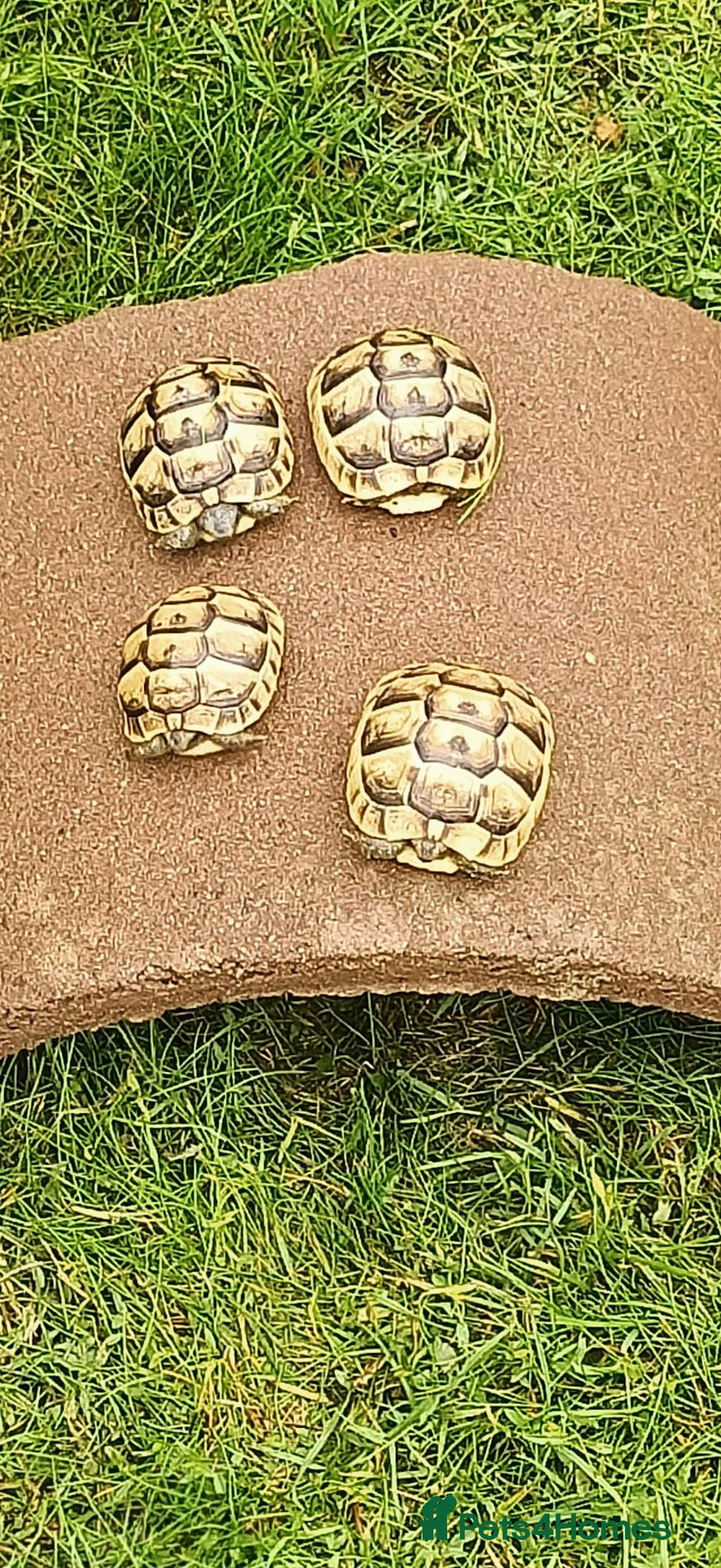 Hermann Tortoise reptiles for sale: 5 Spur Thighed Tortoises  - Image 16