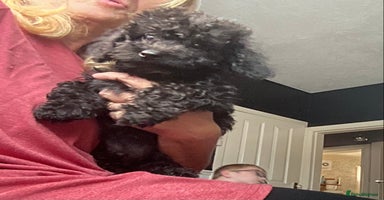 Doxiepoo dogs - Advert 14