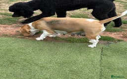 Beagle dogs for sale: loving Girl Beagle looking for 5 Star Home - Image 3