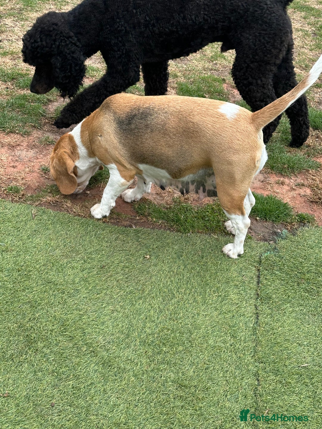 Beagle dogs for sale: loving Girl Beagle looking for 5 Star Home - Image 3