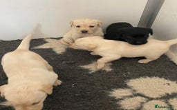 Labrador Retriever dogs for sale: Yellow and Black Labrador puppies  - Image 14