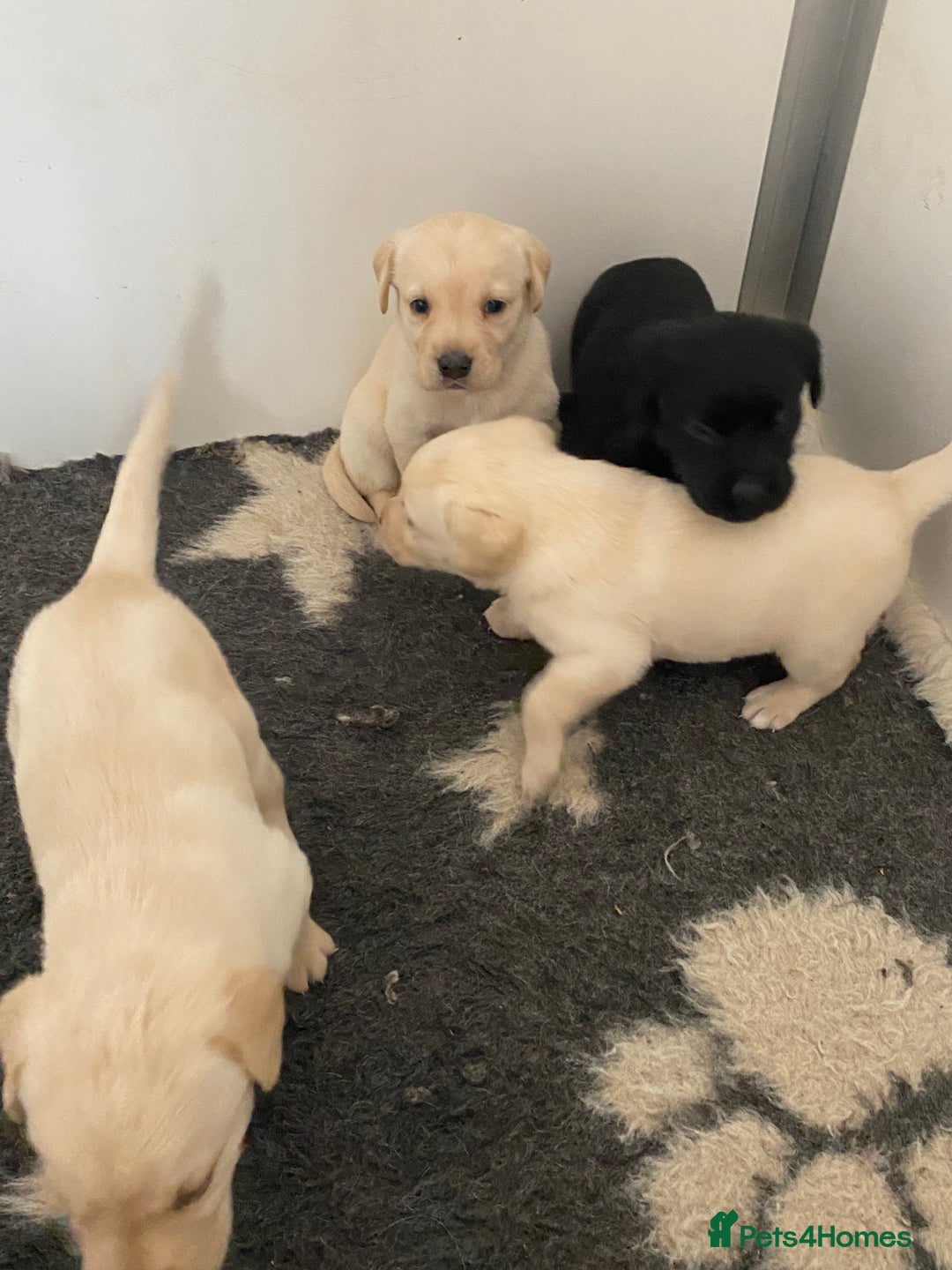 Labrador Retriever dogs for sale: Yellow and Black Labrador puppies  - Image 14