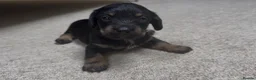 Doxiepoo dogs for sale: Doxiepoo puppies (minature) - Advert 16