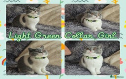 British Shorthair cats for sale: Tica registered british shorthair kittens - Image 3