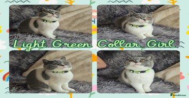 British Shorthair cats - Advert 4