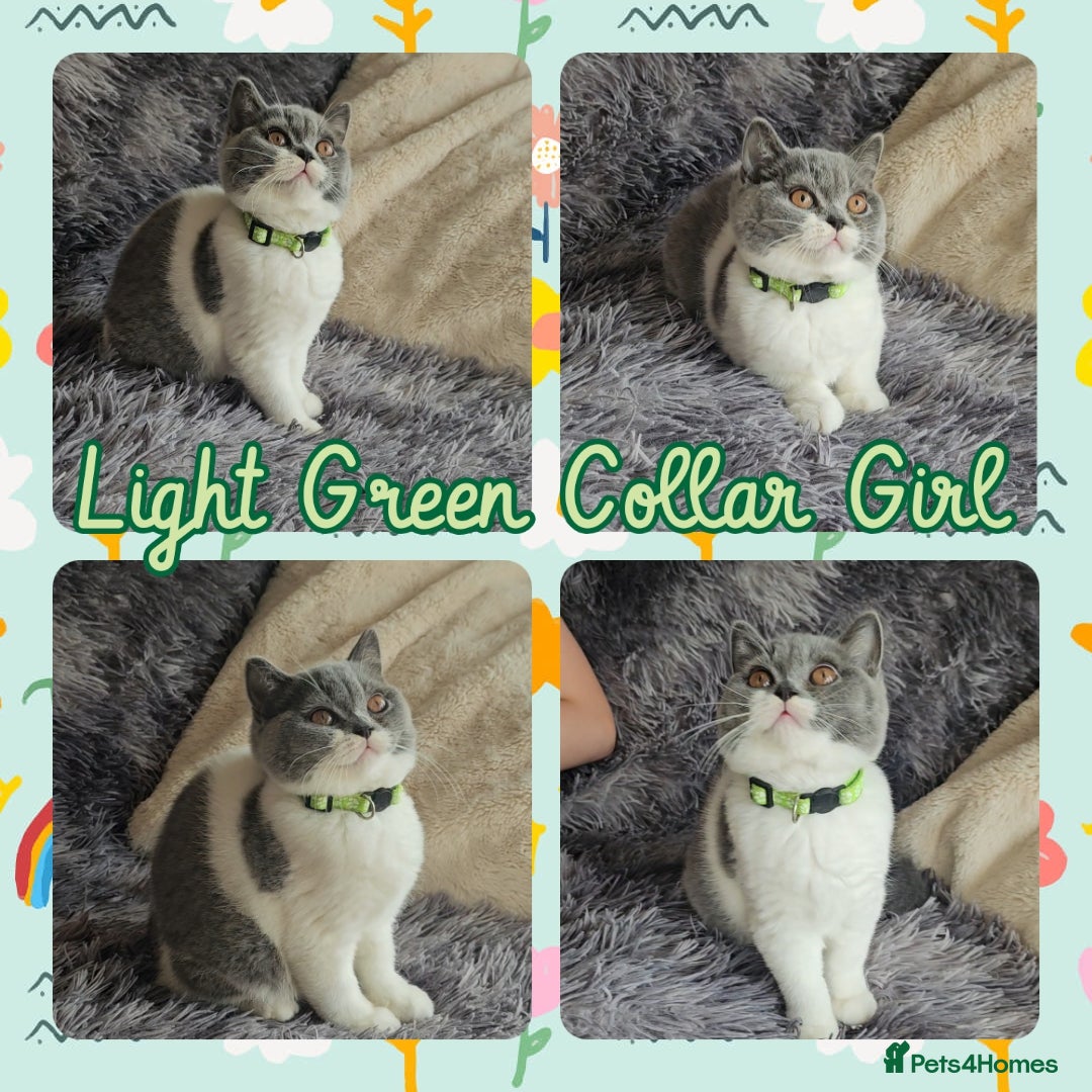 British Shorthair cats for sale: Tica registered british shorthair kittens - Image 3