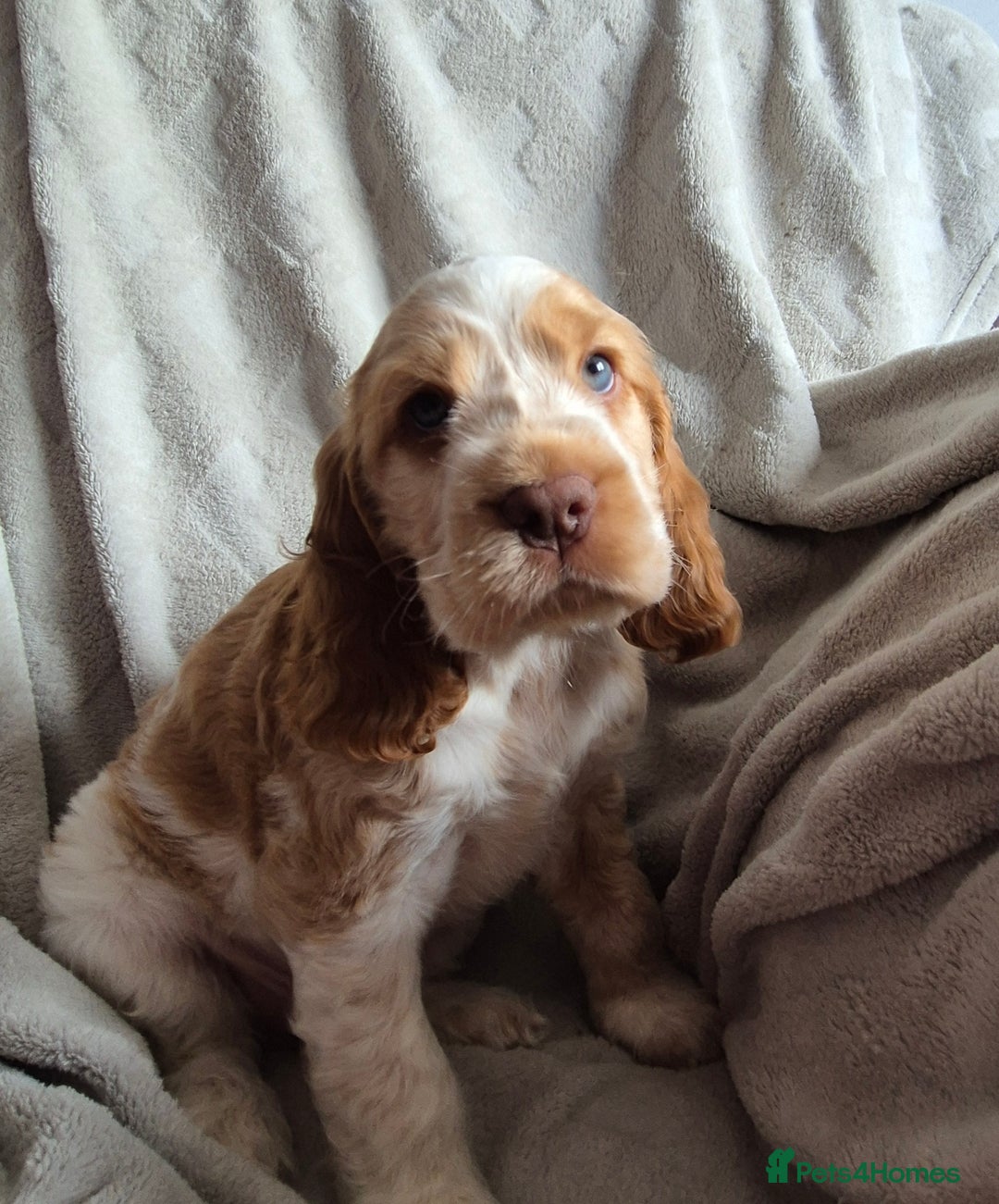 Cocker Spaniel dogs for sale: Roan show cocker spaniels  - Image 4