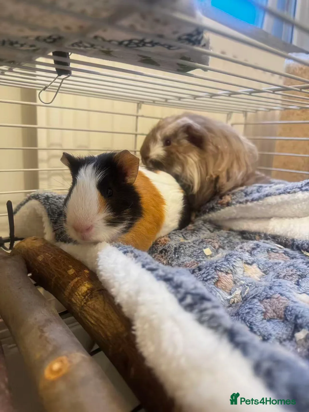 Guinea Pig rodents for sale: Free to a Good Home – Two Male Guinea Pigs - Advert 1