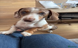 Miniature Dachshund dogs for sale: Piebald male miniature daschund  - Image 2