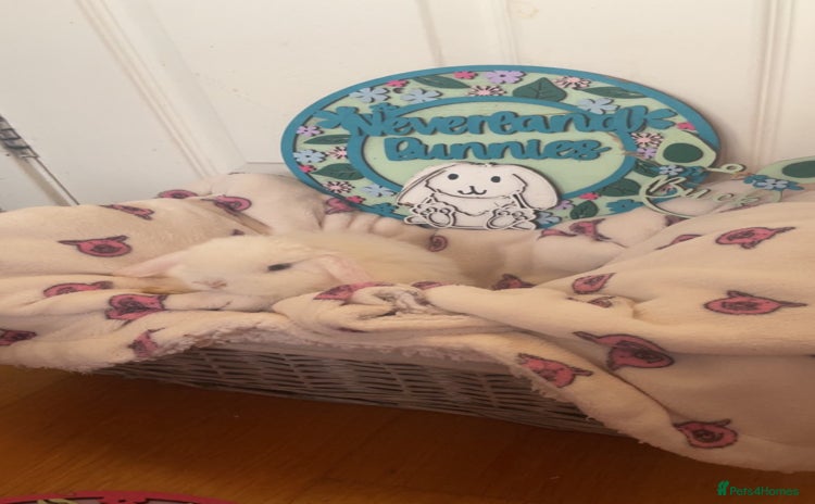Mini Lop rabbits - Advert 15