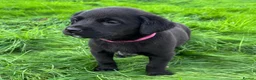 Mixed Breed dogs for sale: HUNTADOR PUPPIES READY FOR THEIR NEW HOMES!  - Advert 23