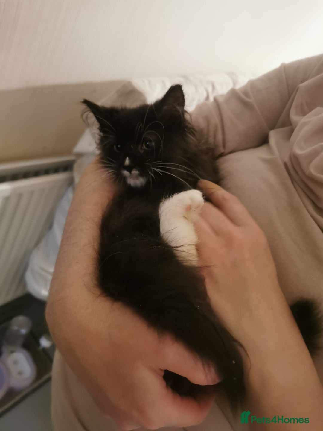 Ragdoll cats for sale: Very fluffy Ragdoll x  - Image 7