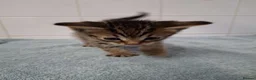 British Shorthair cats for sale: pure tabby kittens - Advert 6