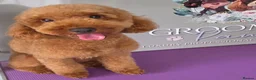 Cavapoo dogs for sale: 1 year old female  - Advert 2