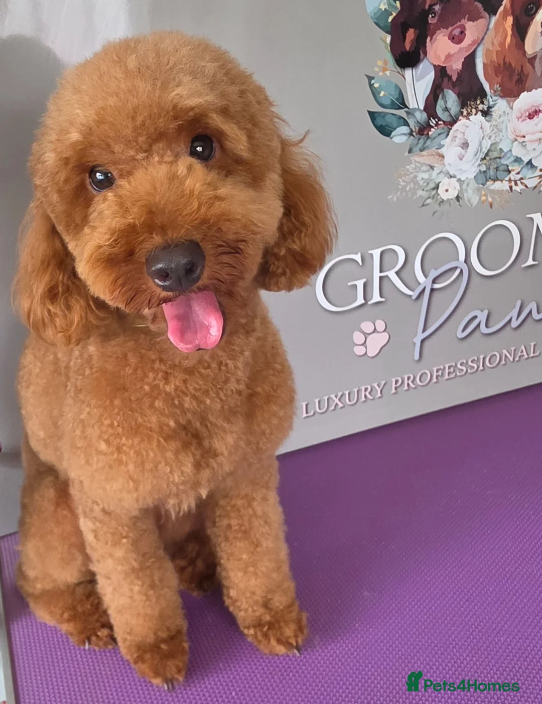 Cavapoo dogs for sale: 1 year old female  - Advert 2