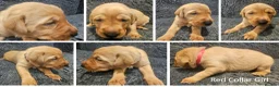 Labrador Retriever dogs for sale: Red Fox Labs : Health Checked-KC Reg,FTCH Pedigree - Advert 6