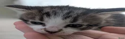 British Longhair cats for sale: Kitten looking for her forever home  in Bordon - Advert 1