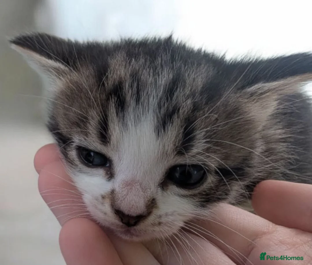 British Longhair cats for sale: Kitten looking for her forever home  in Bordon - Advert 1