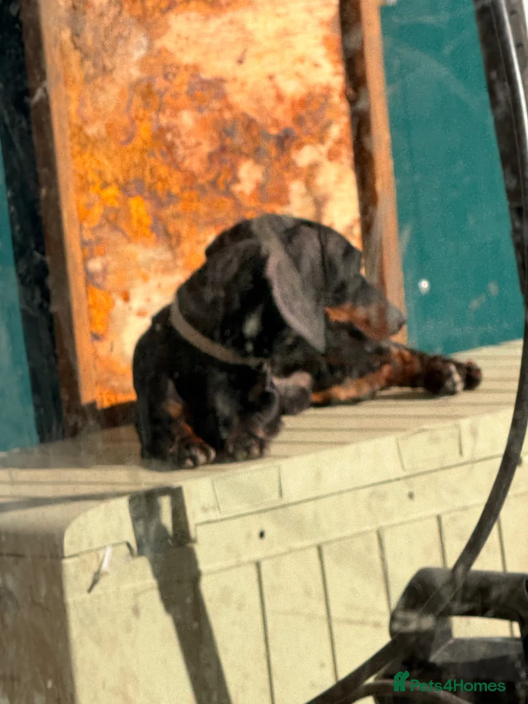 Miniature Dachshund dogs for sale: Miniature dachshund  - Advert 2