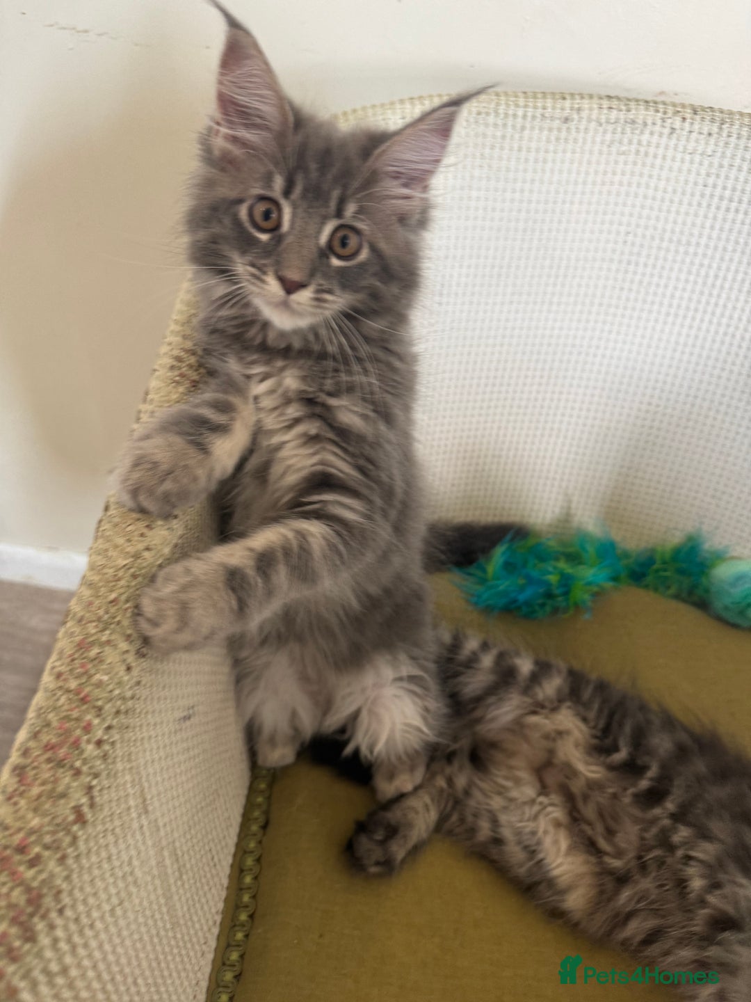 Maine Coon cats for sale: Ready Now! Pedigree Mainecoon kittens  - Image 13