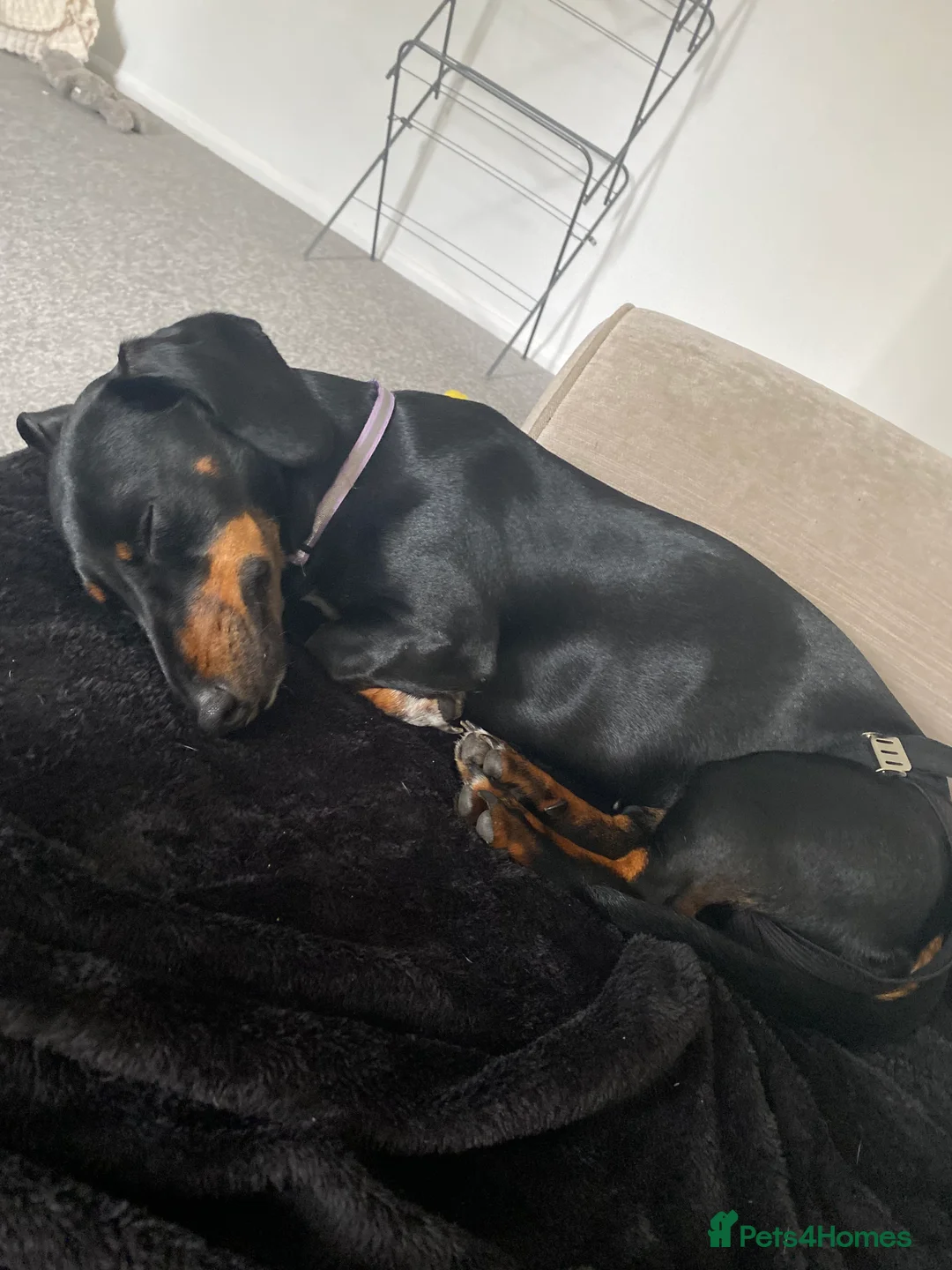 Miniature Dachshund dogs for stud: Miss Narla Olivia Upton ❤️ - Advert 6