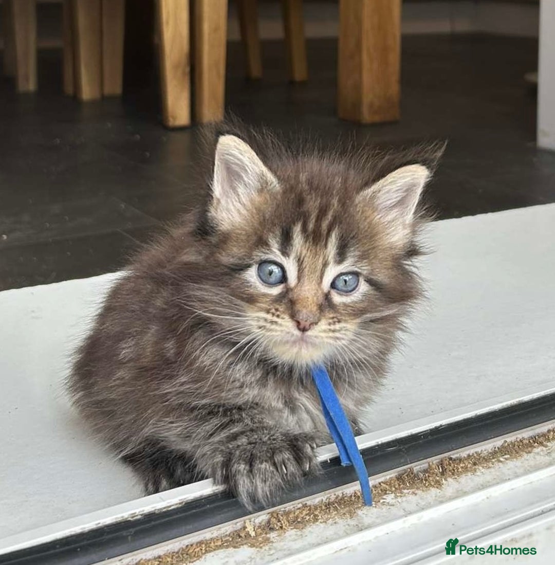 Maine Coon cats for sale: MAINE COON KITTENS SOME POLYDACTYL  - Image 25