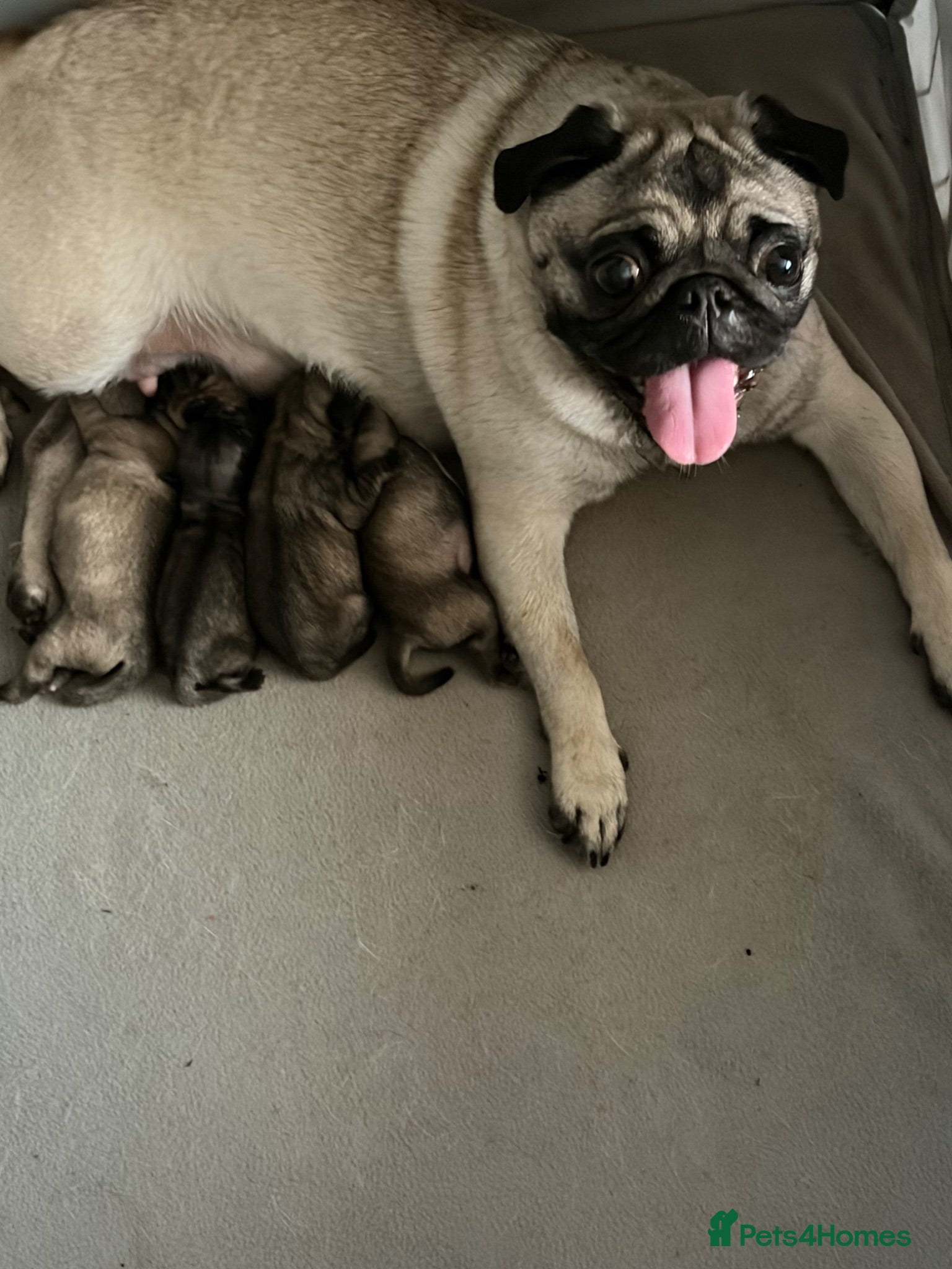Pug dogs Little runt  - Advert 4