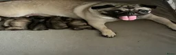 Pug dogs for sale: Little runt  - Advert 1