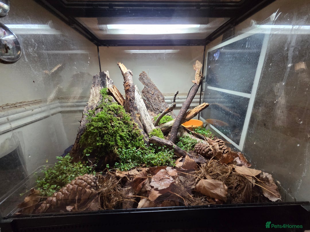 Gecko reptiles for sale: Female crested gecko - Image 3