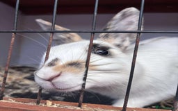 Rex rabbits for sale: I have a male and female rabbits  - Image 2