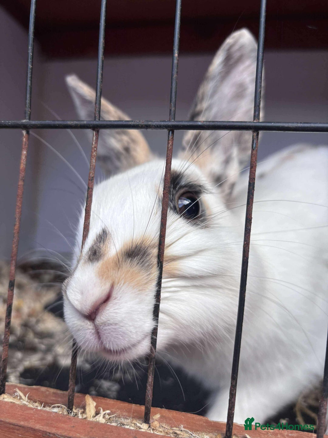 Rex rabbits for sale: I have a male and female rabbits  - Image 2