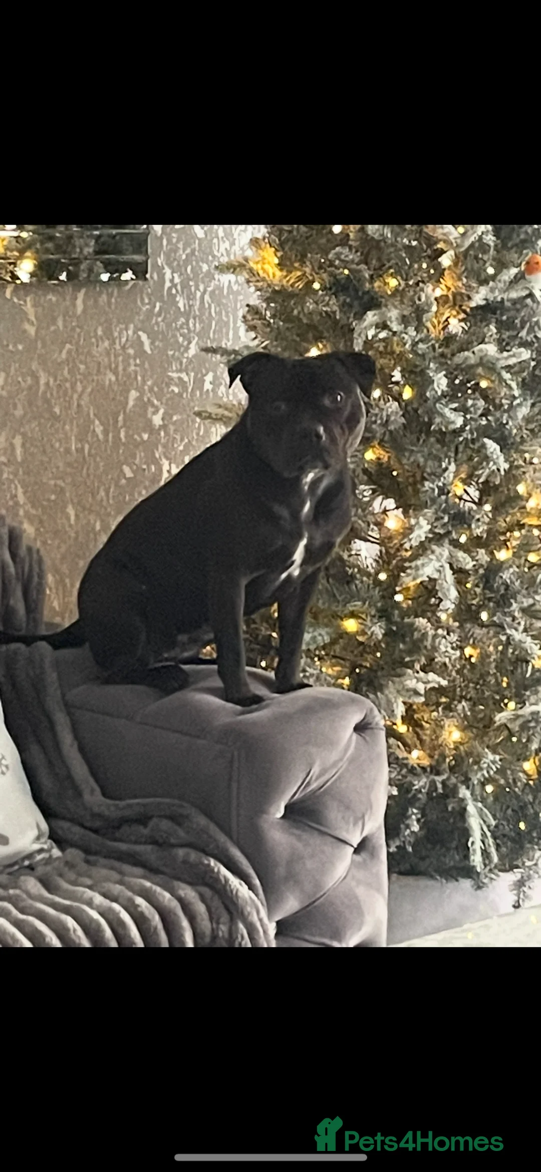 Staffordshire Bull Terrier dogs for sale: Staffordshire bull terrier  - Advert 12