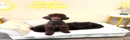 Miniature Poodle dogs for stud: Kc registered chocolate minature poodle stud in Haywards Heath - Advert 5