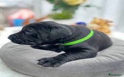 Labrador Retriever dogs for sale: Beautiful Labrador  - Image 8