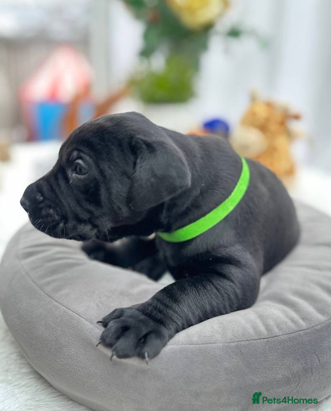 Labrador Retriever dogs for sale: Beautiful Labrador  - Image 8