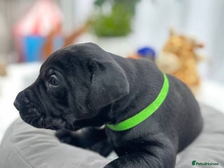 Labrador Retriever dogs Beautiful Labrador - Advert 18