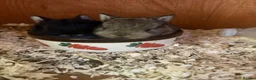 Netherland Dwarf rabbits for sale: Pure Bred Netherland Dwarf Rabbits - Advert 1
