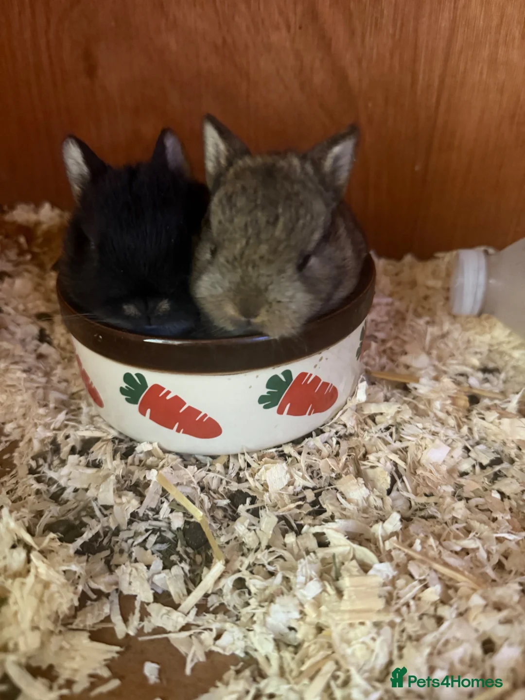 Netherland Dwarf rabbits for sale: Pure Bred Netherland Dwarf Rabbits - Advert 1