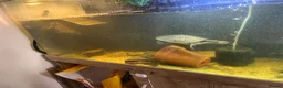 Turtle reptiles for sale: 2x Orange belly side neck with full setup - Advert 18